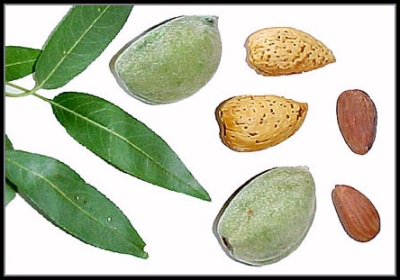 ����� ���� ����� ������� ‎ Prunus%2